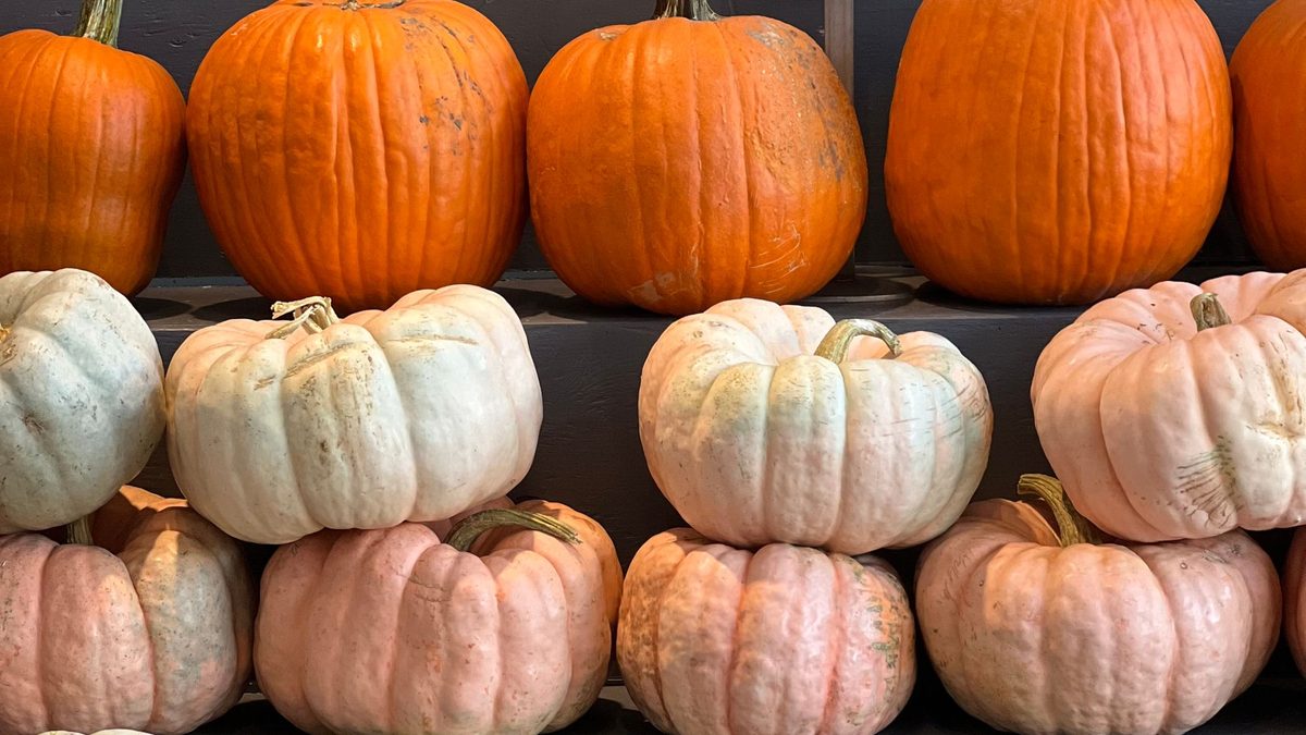 Rows of orange, white and blush pumpkins in an autumn display