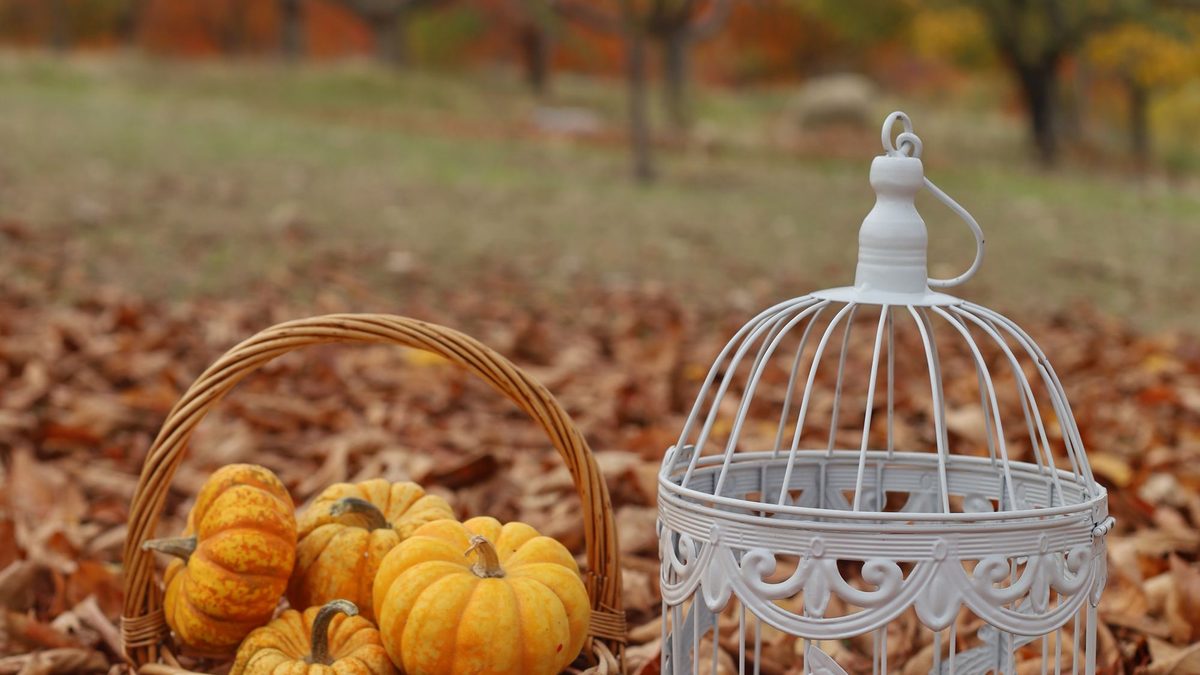 Pumpkins, a small vintage birdcage and woodland ornaments in a rustic autumn display