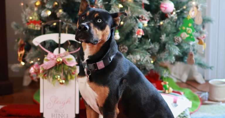 A black and tan dog sitting in front of a decorated Christmas tree